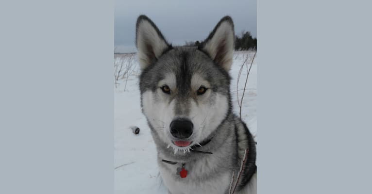 Buddy, a Siberian Husky and Alaskan Malamute mix tested with EmbarkVet.com