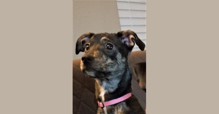 Hanna, a Chihuahua and Labrador Retriever mix tested with EmbarkVet.com