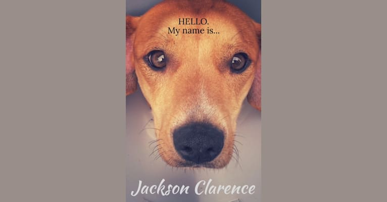 Jackson, a Dachshund and Staffordshire Terrier mix tested with EmbarkVet.com