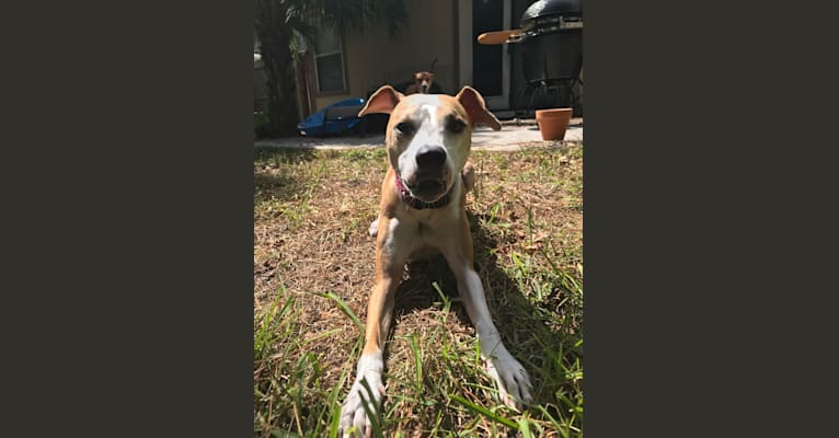 Photo of Cappucino, a Chihuahua, American Pit Bull Terrier, American Bully, and Miniature Pinscher mix in Jacksonville, Florida, USA