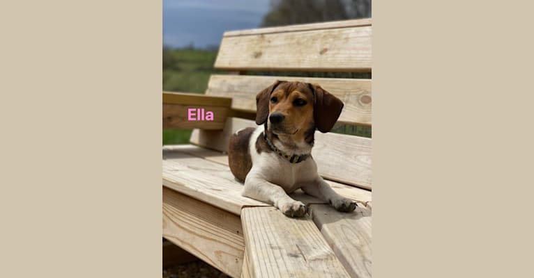 Bandit, a Treeing Walker Coonhound and Beagle mix tested with EmbarkVet.com