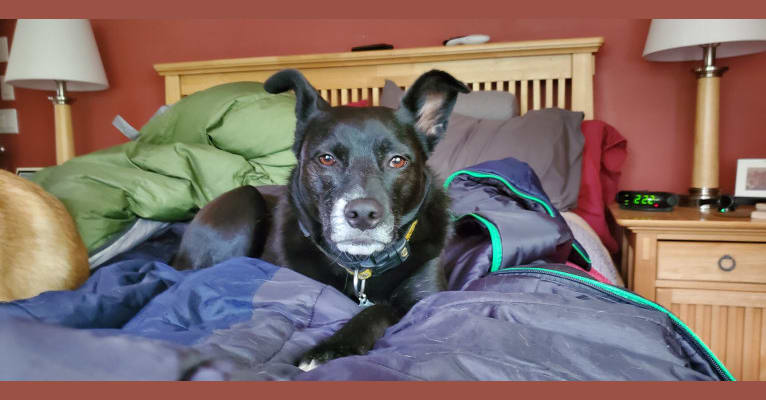 Photo of Moxie, a Staffordshire Terrier, Australian Cattle Dog, Chinese Shar-Pei, German Shepherd Dog, Border Collie, and Dalmatian mix in Fresno, California, USA