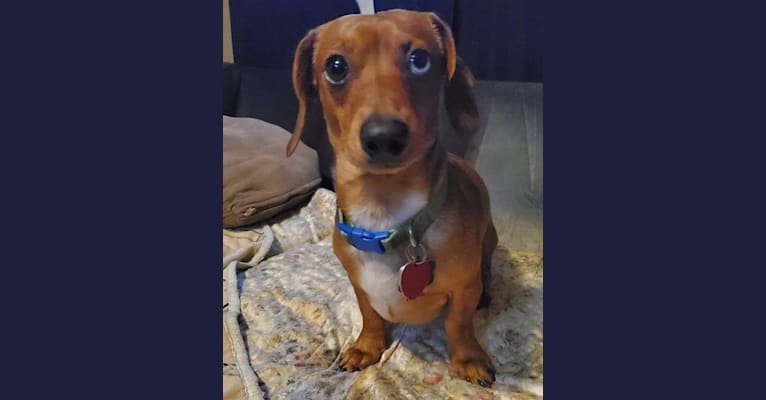 Casey, a Dachshund tested with EmbarkVet.com