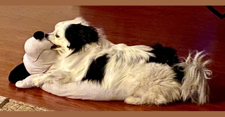 Photo of Frankie, a Shih Tzu, Pomeranian, Maltese, and Chihuahua mix in Colorado Springs, Colorado, USA