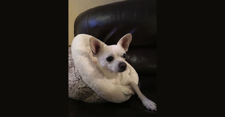 Billie, a Chihuahua and Maltese mix tested with EmbarkVet.com