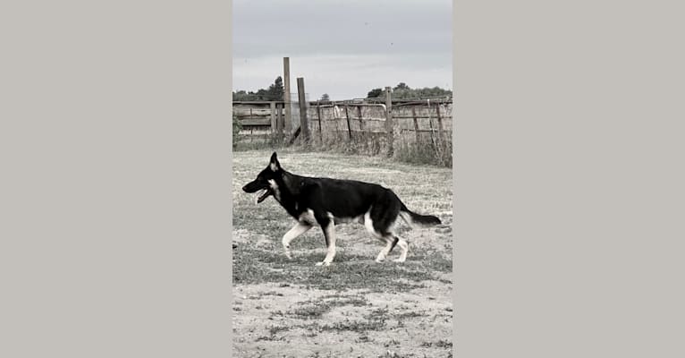 Pyro, a German Shepherd Dog (6.9% unresolved) tested with EmbarkVet.com