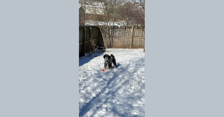 Drake, a Bernese Mountain Dog and Poodle (Small) mix tested with EmbarkVet.com