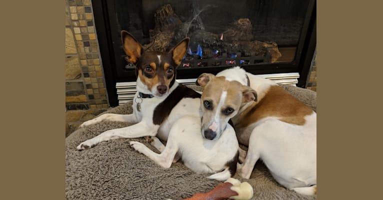 Clearbrook kennels rat terriers discount