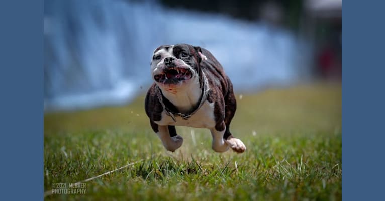 Minion, a French Bulldog and Bulldog mix tested with EmbarkVet.com
