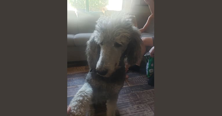 Photo of Anja, a Poodle (Standard) 