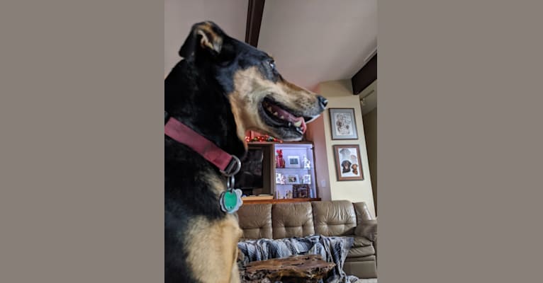 Photo of Marley, a German Shepherd Dog, Labrador Retriever, Golden Retriever, Weimaraner, and Mixed mix in Hillsboro, OH, USA