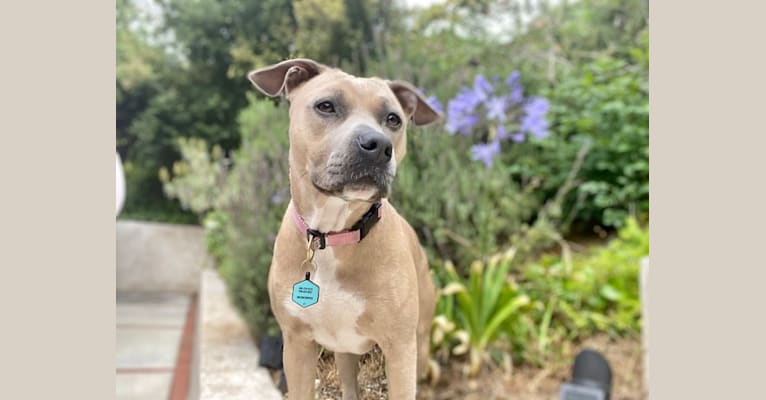 Photo of Dani, an American Bully and Mixed mix in Los Angeles, CA, USA