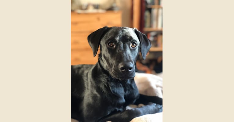 Photo of Eclipse, a Labrador Retriever and Mountain Cur mix in Somerville, Massachusetts, USA
