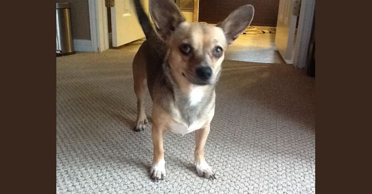 Chaka, a Chihuahua and Pekingese mix tested with EmbarkVet.com