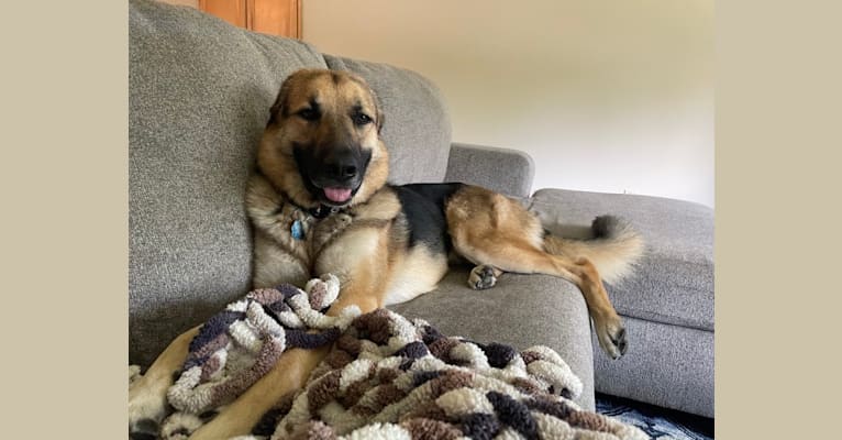 Axl, a German Shepherd Dog and Great Pyrenees mix tested with EmbarkVet.com