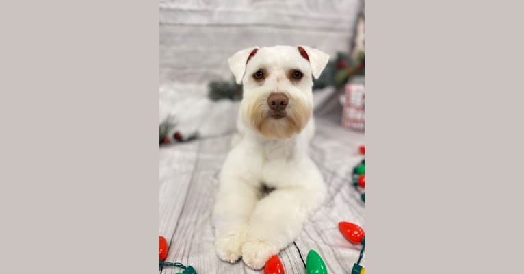 Watson, a Miniature Schnauzer tested with EmbarkVet.com