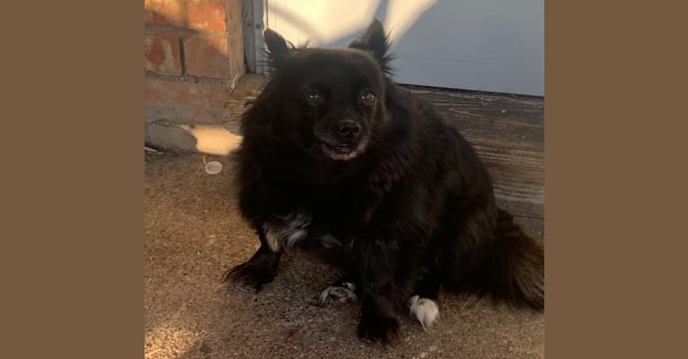 Photo of Puchis, a Chihuahua, Papillon, Pomeranian, and Dachshund mix in Carrollton, Texas, USA