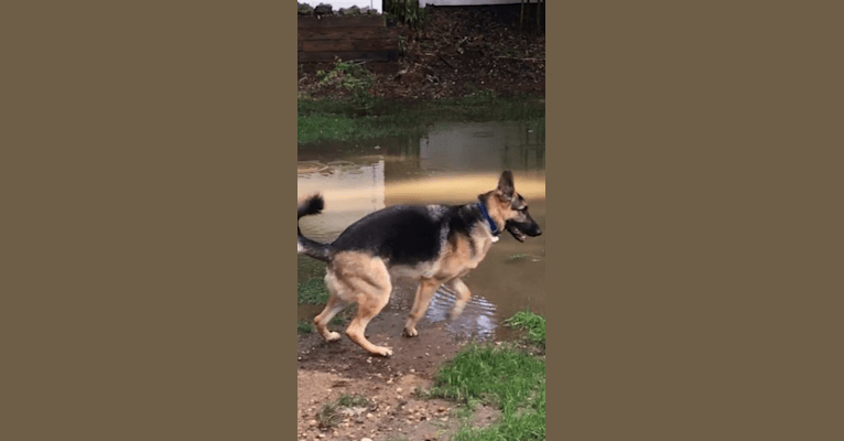 Alfie, a German Shepherd Dog tested with EmbarkVet.com