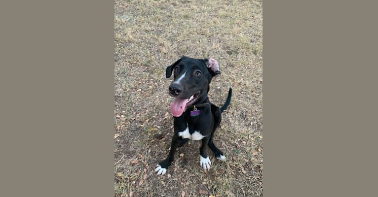 Embark Dog DNA Test Breed