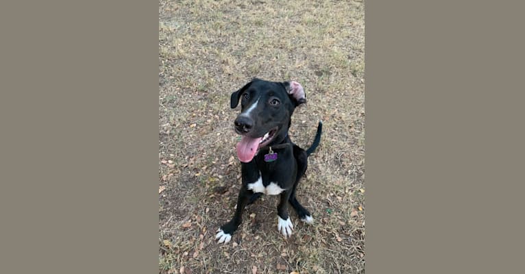 Fitz, an American Pit Bull Terrier and Rat Terrier mix tested with EmbarkVet.com