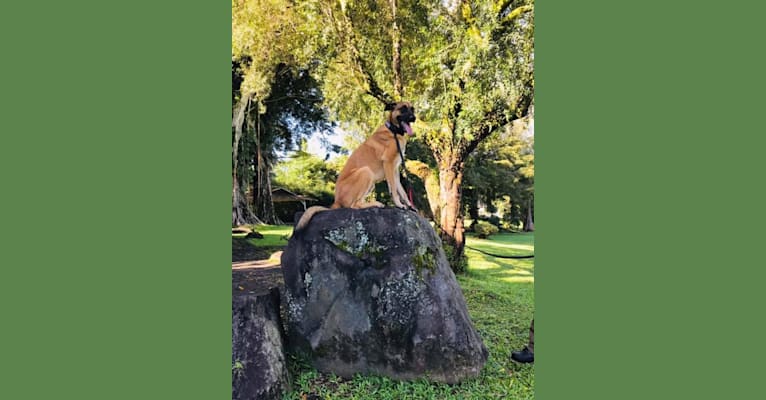 Reaper, a Belgian Shepherd tested with EmbarkVet.com