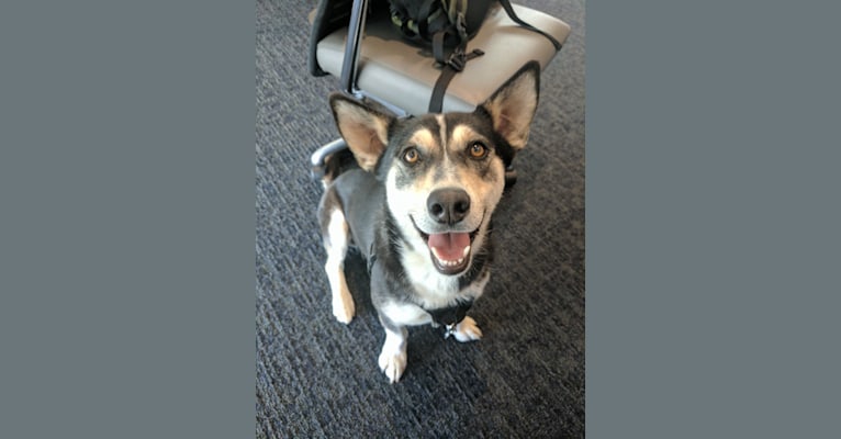 Embark Dog Dna Test Breed