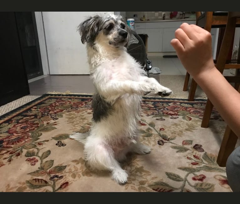 Oliver, a Shih Tzu and Chihuahua mix tested with EmbarkVet.com