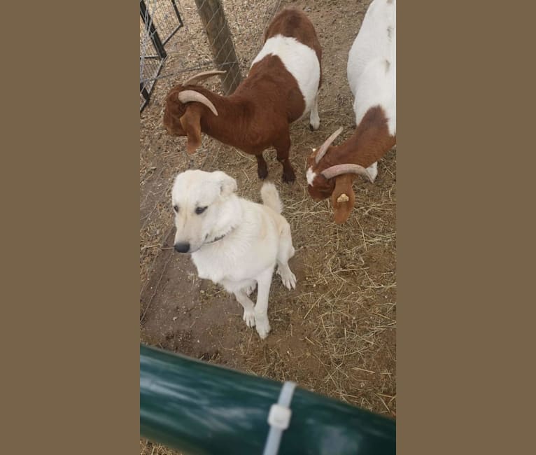 Photo of ARES, an Anatolian Shepherd Dog and Great Pyrenees mix in Beeville, Texas, USA