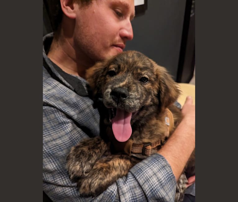 Rudder, a Labrador Retriever and Chow Chow mix tested with EmbarkVet.com