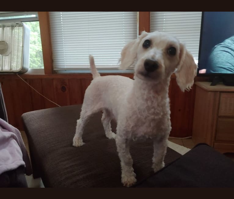 Photo of Silas, a Poodle (Small)  in Mayfield, New York, USA