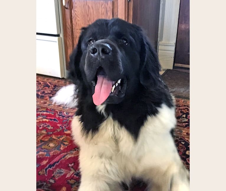 embark dog dna test breed