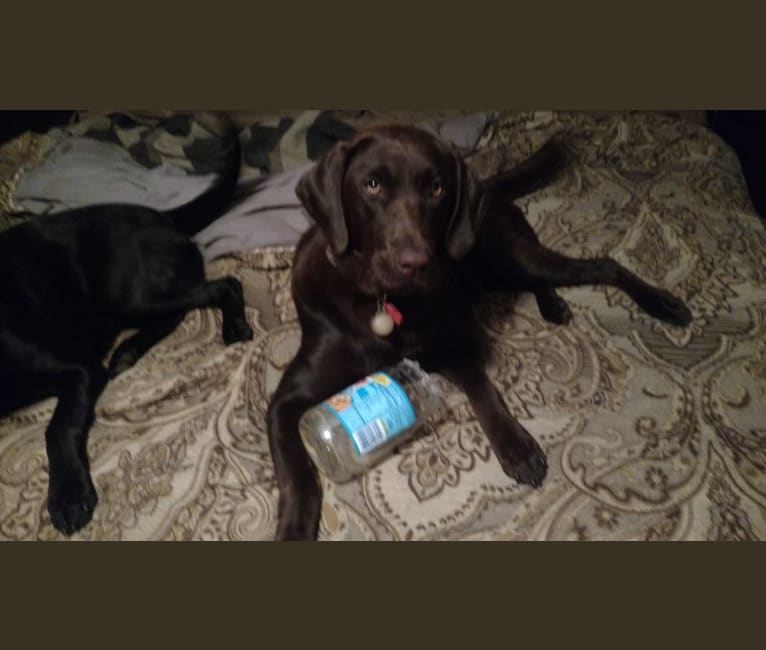 Baci, a Labrador Retriever tested with EmbarkVet.com