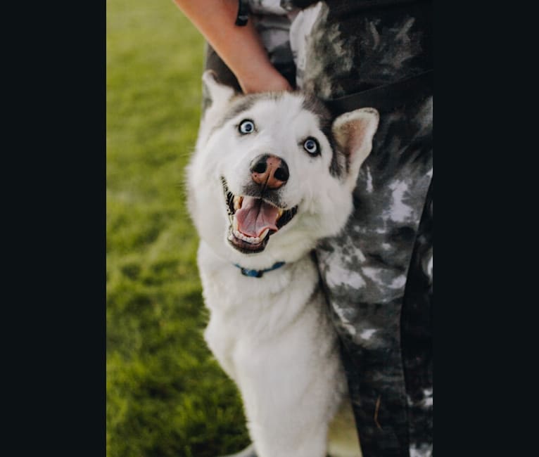 Photo of Witkamp’s Skye, a Siberian Husky  in Utah, USA