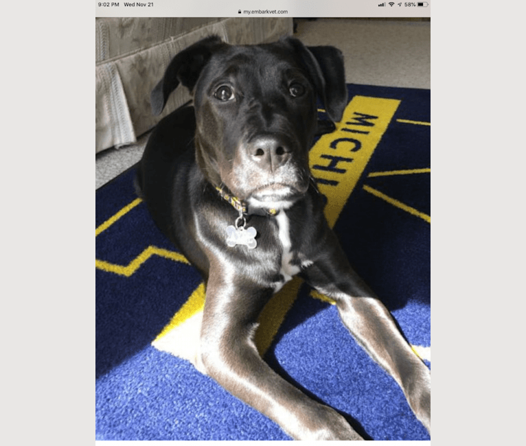 Axel, a Staffordshire Terrier and Rottweiler mix tested with EmbarkVet.com