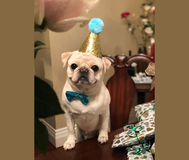Po, a Pug tested with EmbarkVet.com