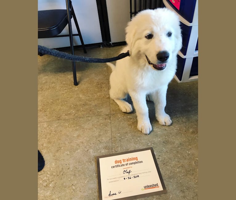 Olaf, a Great Pyrenees tested with EmbarkVet.com