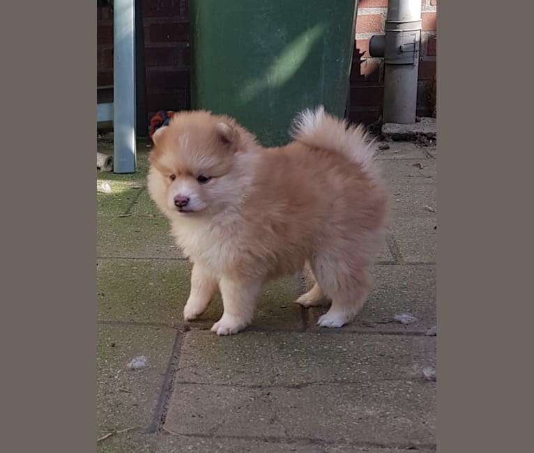 Pomsky Bandits' Saya, a Pomeranian and Siberian Husky mix tested with EmbarkVet.com