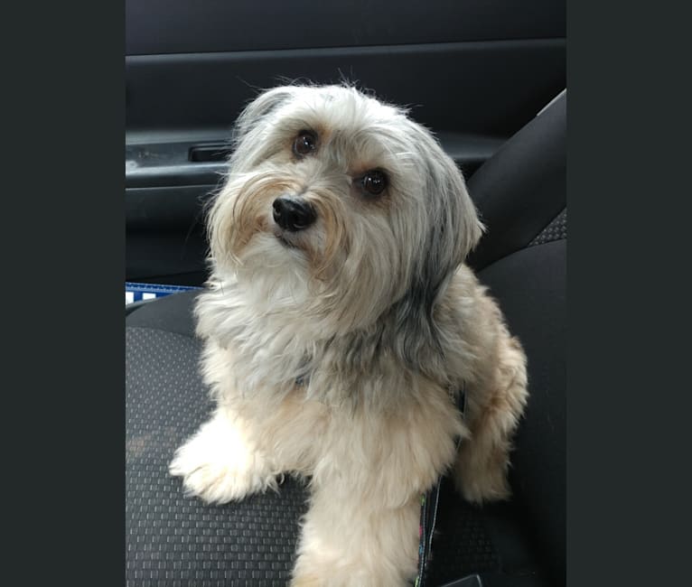 lhasa apso miniature schnauzer mix