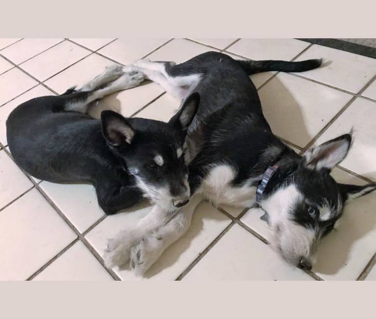 Schnauzer husky online