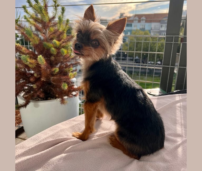 Lil Barron, a Yorkshire Terrier tested with EmbarkVet.com