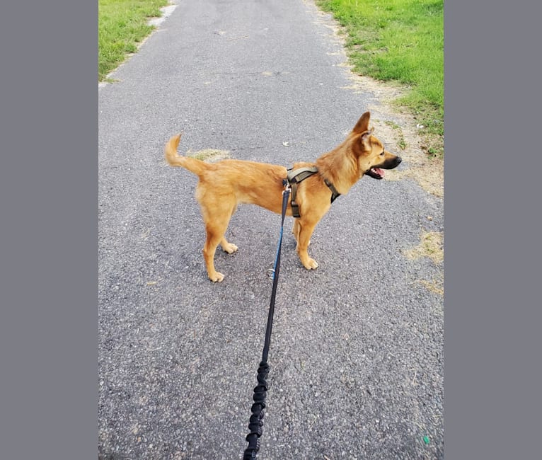 Thunder, a Japanese or Korean Village Dog and Labrador Retriever mix tested with EmbarkVet.com