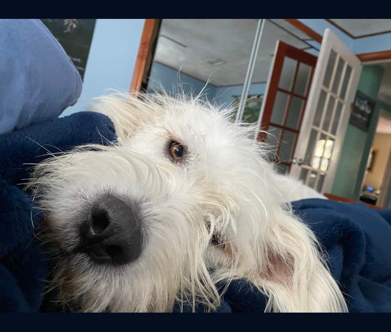 Pyrenees komondor store