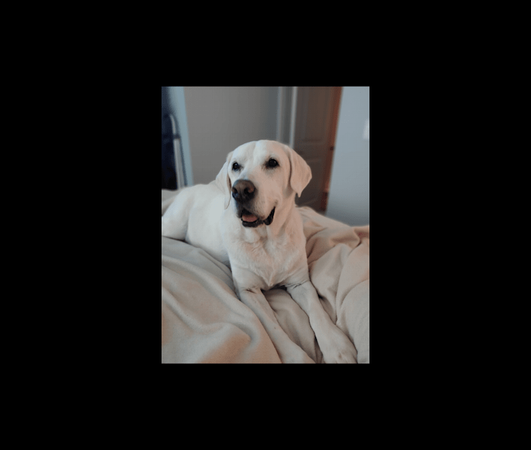 Bama Wigglebutt, a Labrador Retriever tested with EmbarkVet.com