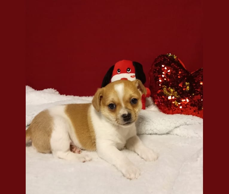 Photo of Chuck, a Chihuahua, Russell-type Terrier, and Mixed mix in Clio MI USA