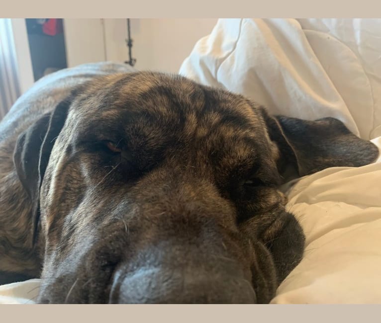 Embark Dog Dna Test Breed