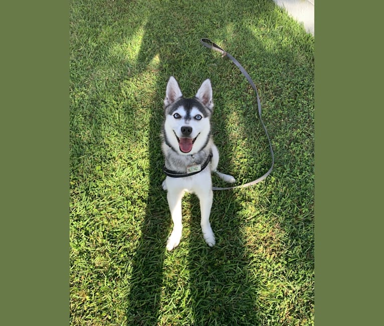 Alaskan klee kai europe 2025