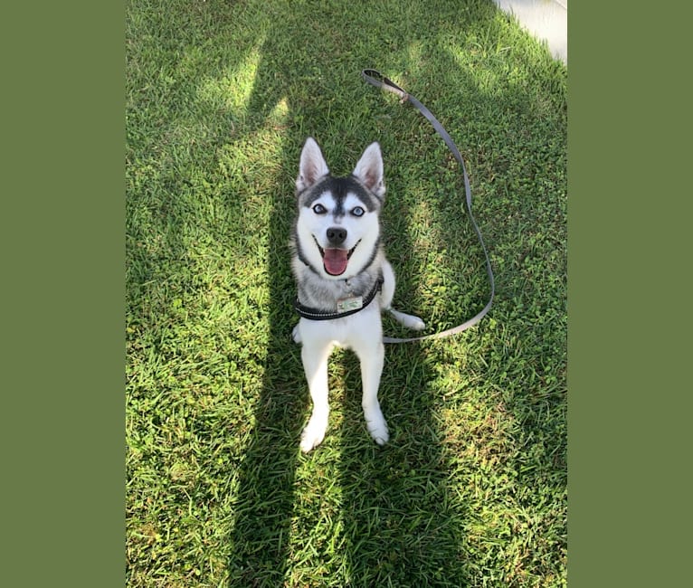 Balto, an Alaskan Klee Kai tested with EmbarkVet.com