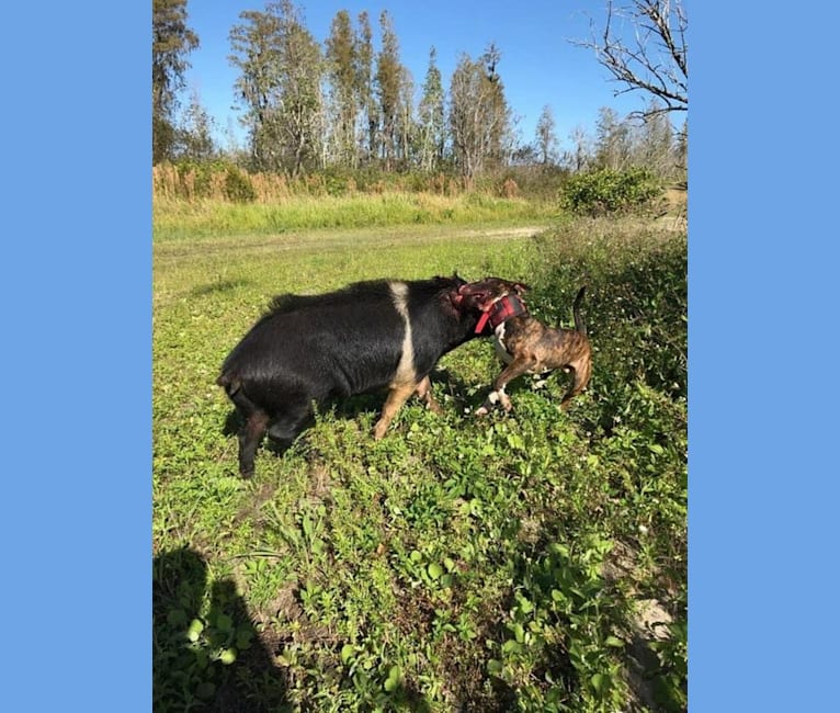 Serendipity, a Bull Terrier tested with EmbarkVet.com