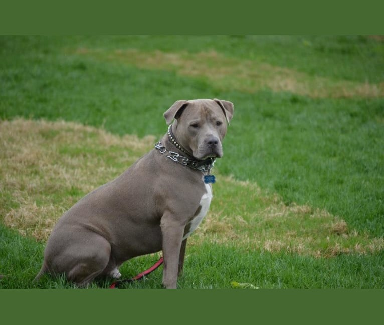 Embark Dog Dna Test Breed