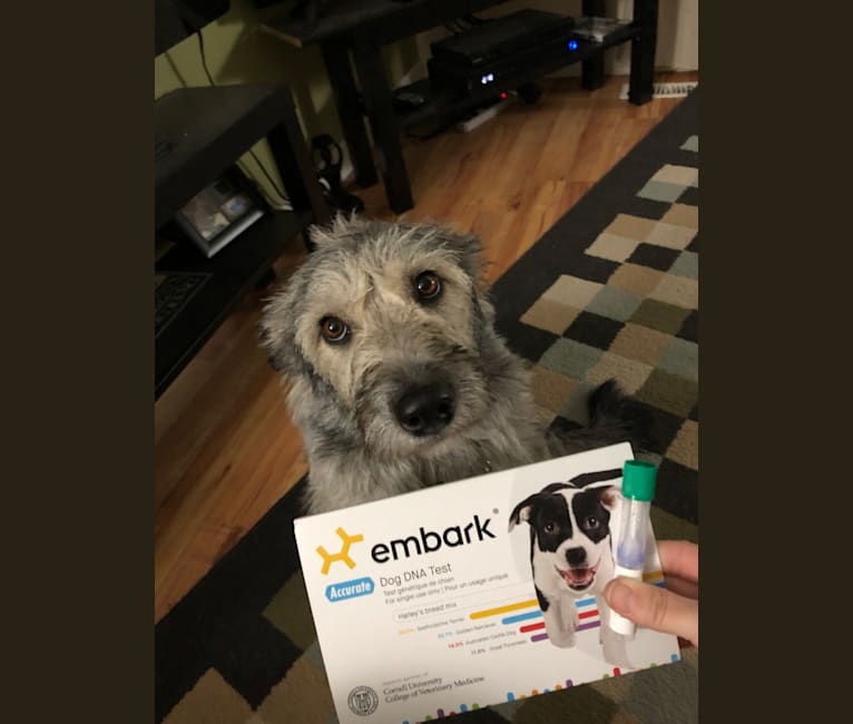 Dory, a Siberian Husky and Poodle (Small) mix tested with EmbarkVet.com